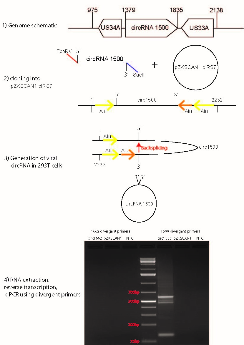 Experimental workflow for examining the roles of HCMV circRNA's in gain-of-function experiments.