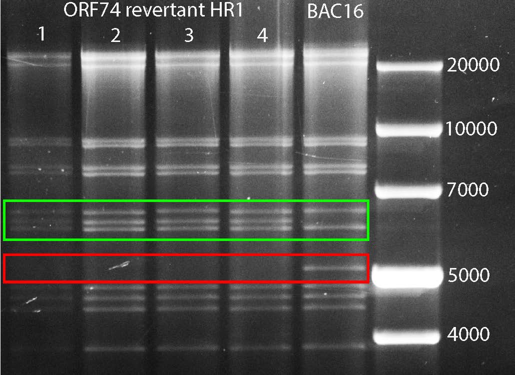 The creation of a genetic rescue virus which was used to verify a phenotype identified in our reverse genetics screen.